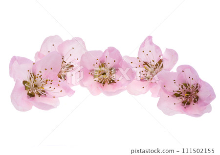 pink sakura flowers isolated pink sakura flowers isolated 111502155
