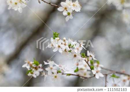 cherry blossom branches 111502183