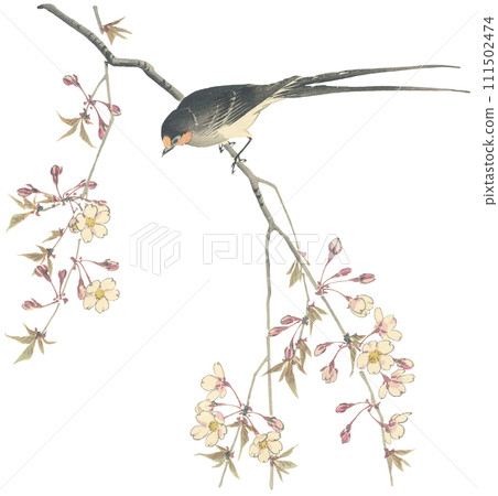 Illustration cherry blossoms and swallows Illustration cherry blossoms and swallows 111502474