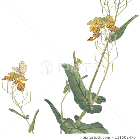 Illustration rape blossoms 111502476