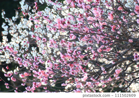 Plum blossoms in full bloom Plum blossoms in full bloom 111502609