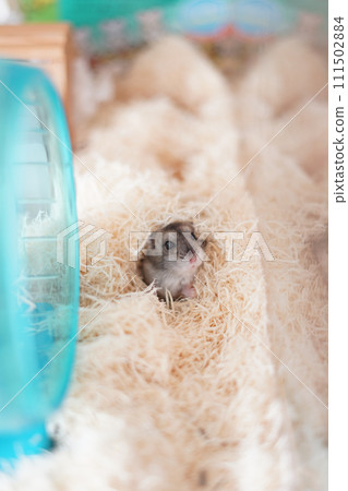 Djangarian倉鼠的圖像 111502884