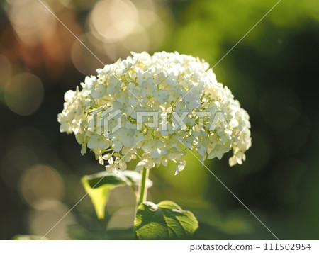 White hydrangea White hydrangea 111502954