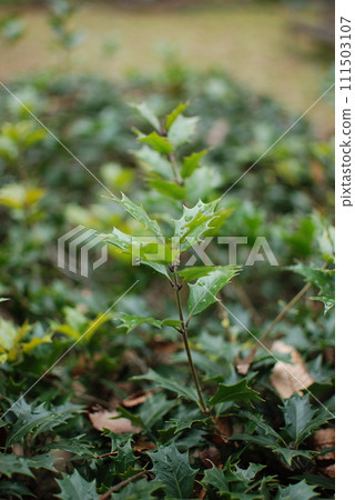 Holly/morning dew Holly/morning dew 111503107