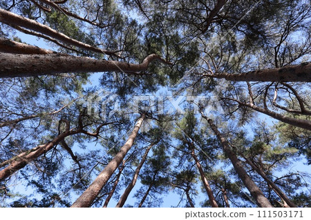 天然植物:紅松、紅松林。據說是日本松樹中分佈最廣的,其特徵是樹皮呈紅色。 天然植物:紅松、紅松林。據說是日本松樹中分佈最廣的,其特徵是樹皮呈紅色。 111503171