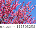 Plum blossoms in full bloom 111503258