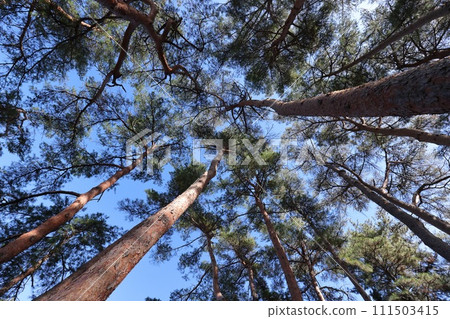 A natural plant, the red pine, can reach up to 30 meters in height. It is also called Japanese black pine because its leaves are softer than Japanese black pine. 111503415
