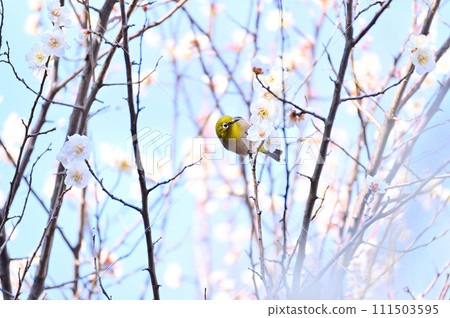 A white-eye sucking nectar from plum blossoms and a refreshing spring sky. A plum grove in full bloom. Spring 111503595