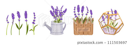 Bunch of Lavender Twigs and Branches Vector Set 111503697