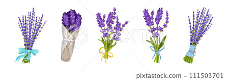 Bunch of Lavender Twigs and Branches Vector Set 111503701