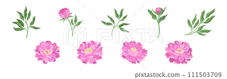 Lush Pink Peony Flower Bud with Green Stem and Leaves Vector Set 111503709