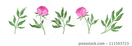 Lush Pink Peony Flower Bud with Green Stem and Leaves Vector Set Lush Pink Peony Flower Bud with Green Stem and Leaves Vector Set 111503723