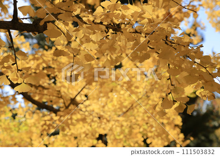 Yellow leaves cover the forest floor in autumn solitude Nov 28 2023 111503832