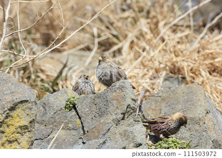 Hagimashiko overwintering in Hachinohe City, Aomori Prefecture 111503972