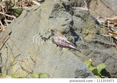 Hagimashiko overwintering in Hachinohe City, Aomori Prefecture 111503973