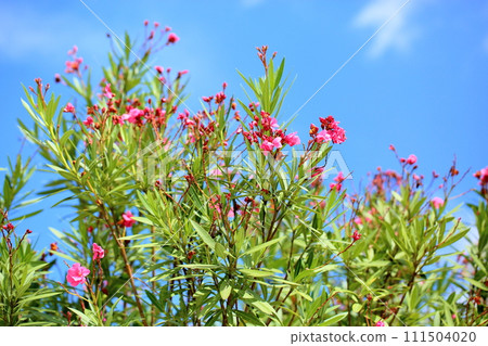 Flowers of Lychee Flowers of Lychee 111504020