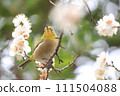White-eye and white-eye 111504088