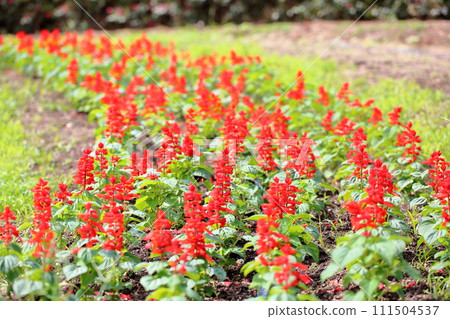 Salvia Splendens flowers Salvia Splendens flowers 111504537