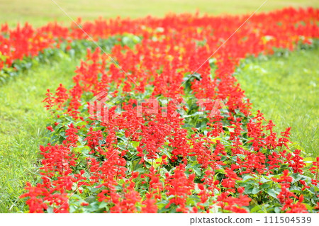 Salvia Splendens花 Salvia Splendens花 111504539