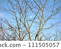 A tree branch with a blue clear sky background, moon during the day 111505057