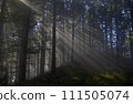 Panoramic view of majestic green deciduous and pine forest in a morning fog. Tree silhouettes. Sun rays, pure sunlight. Atmospheric dreamlike summer landscape.  111505074
