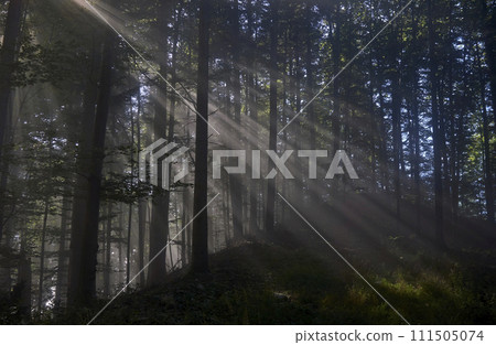Panoramic view of majestic green deciduous and pine forest in a morning fog. Tree silhouettes. Sun rays, pure sunlight. Atmospheric dreamlike summer landscape.  111505074