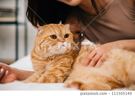 On the bed, a woman enjoys a heartwarming moment with her orange Scottish Fold cat in their room. Their connection is a testament to the joy and support that pets bring into our lives. Pat love On the bed, a woman enjoys a heartwarming moment with her orange Scottish Fold cat in their room. Their connection is a testament to the joy and support that pets bring into our lives. Pat love 111505140