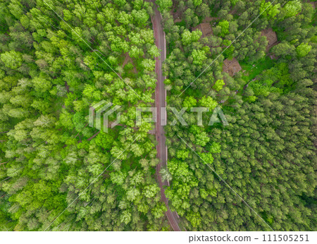 Aerial view of the road in the summer forest with green high pine or spruce trees. 111505251