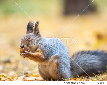 Autumn squirrel with nut sits on green grass with fallen yellow leaves 111505301