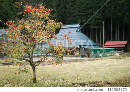 Late autumn mountain village, original Japanese landscape, persimmon fruit 111505373