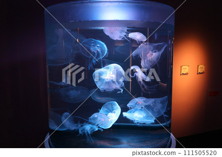 漂浮在水箱的水母 漂浮在水箱的水母 111505520