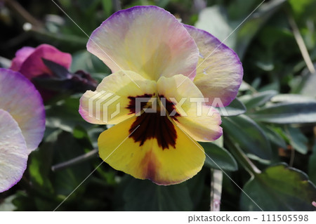 冬季花園裡盛開的色彩繽紛的三色堇花 冬季花園裡盛開的色彩繽紛的三色堇花 111505598