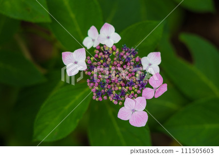 Early summer in Shimoda, Izu: Hydrangeas in Shimoda Park Early summer in Shimoda, Izu: Hydrangeas in Shimoda Park 111505603