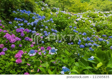 初夏的伊豆下田:繡球花盛開的下田公園 初夏的伊豆下田:繡球花盛開的下田公園 111505635