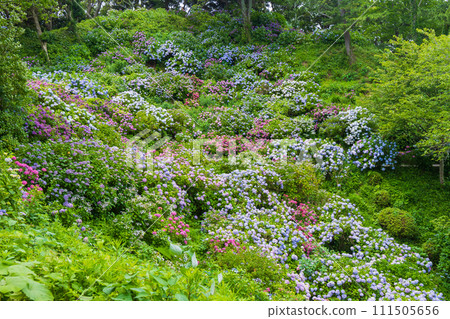 Early summer in Shimoda, Izu: Shimoda Park with hydrangeas in full bloom 111505656