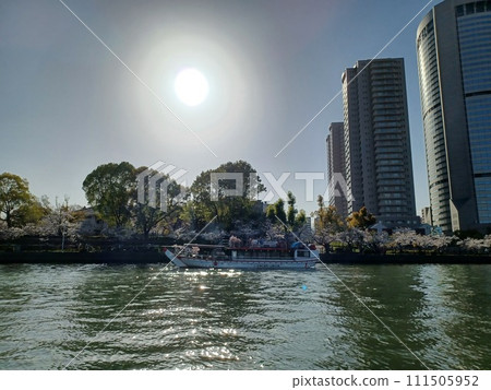 The building and river shine in the sun and backlight at the top of the front. A sightseeing boat for cherry blossom viewing in front of a row of cherry blossom trees 111505952