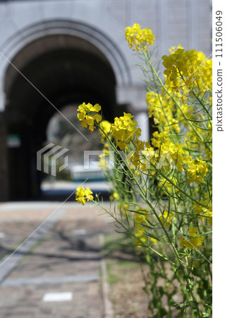 Rapeseed flowers and western architecture in the park Rapeseed flowers and western architecture in the park 111506049