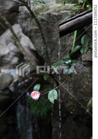 small waterfall and camellia flowers 111506052