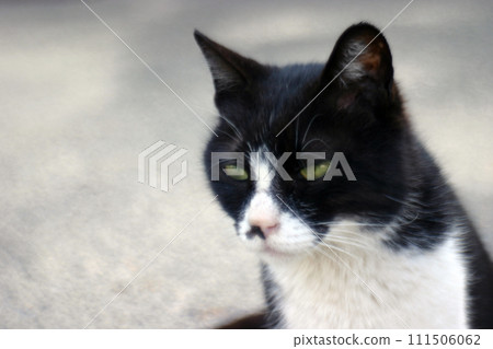 A cat staring at you A cat staring at you 111506062