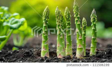 AI-generated content. Growing asparagus sprouts 111506199