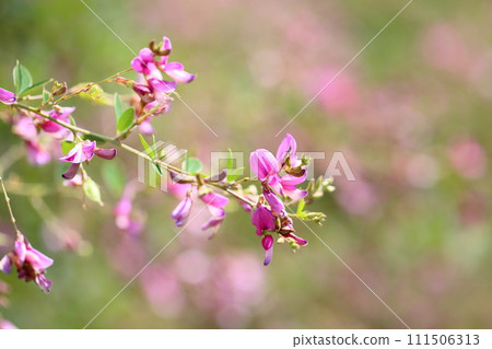 萩花 萩花 111506313