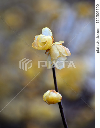 黃色Royby花 111506390