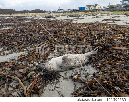 Huge dead grey seal lying on Narin beach by Portnoo - County Donegal, Ireland. 111506583