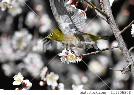 Meiro and white plum Meiro and white plum 111506808