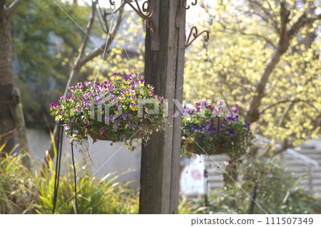 flowers hanging on a fence flowers hanging on a fence 111507349