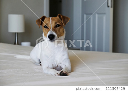 Jack Russell Terrier doggy Jack Russell Terrier doggy 111507429