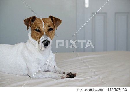 Jack Russell Terrier doggy Jack Russell Terrier doggy 111507430