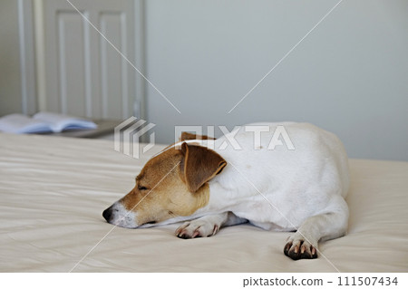 Jack Russell Terrier doggy Jack Russell Terrier doggy 111507434