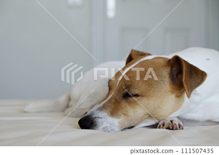 Jack Russell Terrier doggy 111507435