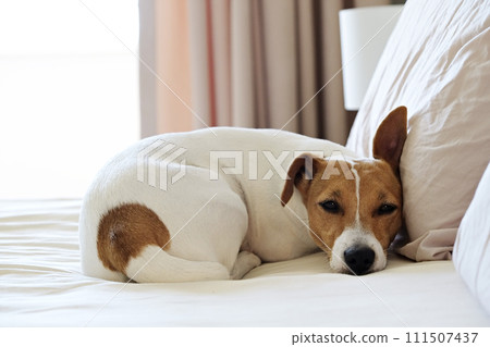 Jack Russell Terrier doggy Jack Russell Terrier doggy 111507437